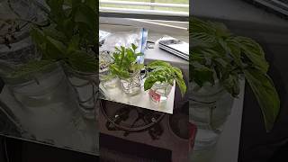 Any tips on how to get my basil and mint growing roots let me know 🥬💚 #basil #mint