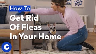 How To Get Rid Of Fleas In The House | Chewtorials by Chewy 875 views 2 months ago 2 minutes, 48 seconds