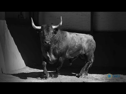 SORTEO | Corrida toros 5 junio, Victorino Martín