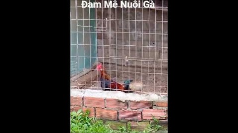 581//..(T37) rừng tơ f1 #gàrừng #gàrừngbìnhdương #đammênuôigà