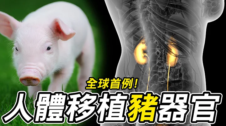 全球首例人體移植豬腎手術成功！如何解決器官排斥問題？ - 天天要聞