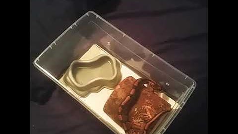 Baby Ball Python Tub Setup