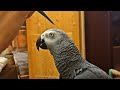 ✅ -АЛЛО, ГАРАЖ! 🤣  ЖАКО ПЕТРУНЯ 🐦 FUNNY PARROT ZHAKO PETRUNYA 🔥 (СУБТИТРЫ)