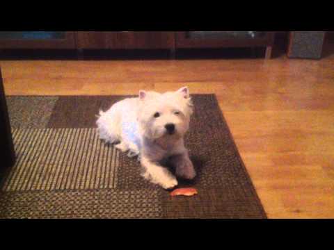 Video: Länsi-Ylämaan Valkoinen Terrieri Tai Westie-koirarotu Allergiatestattu, Terveys- Ja Elämänalue