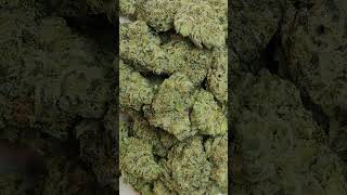 🔥Lilac Wine🔥 Cannabis strain review/W Dr. Greenbody 