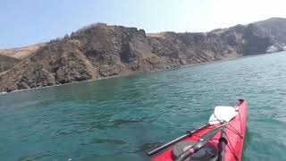 Killer whales Sakhalin