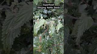 Nettle Seeds - Super Food for Winter