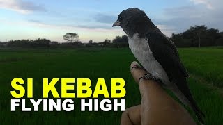 Yayuk Si Kekep Babi - Flying High