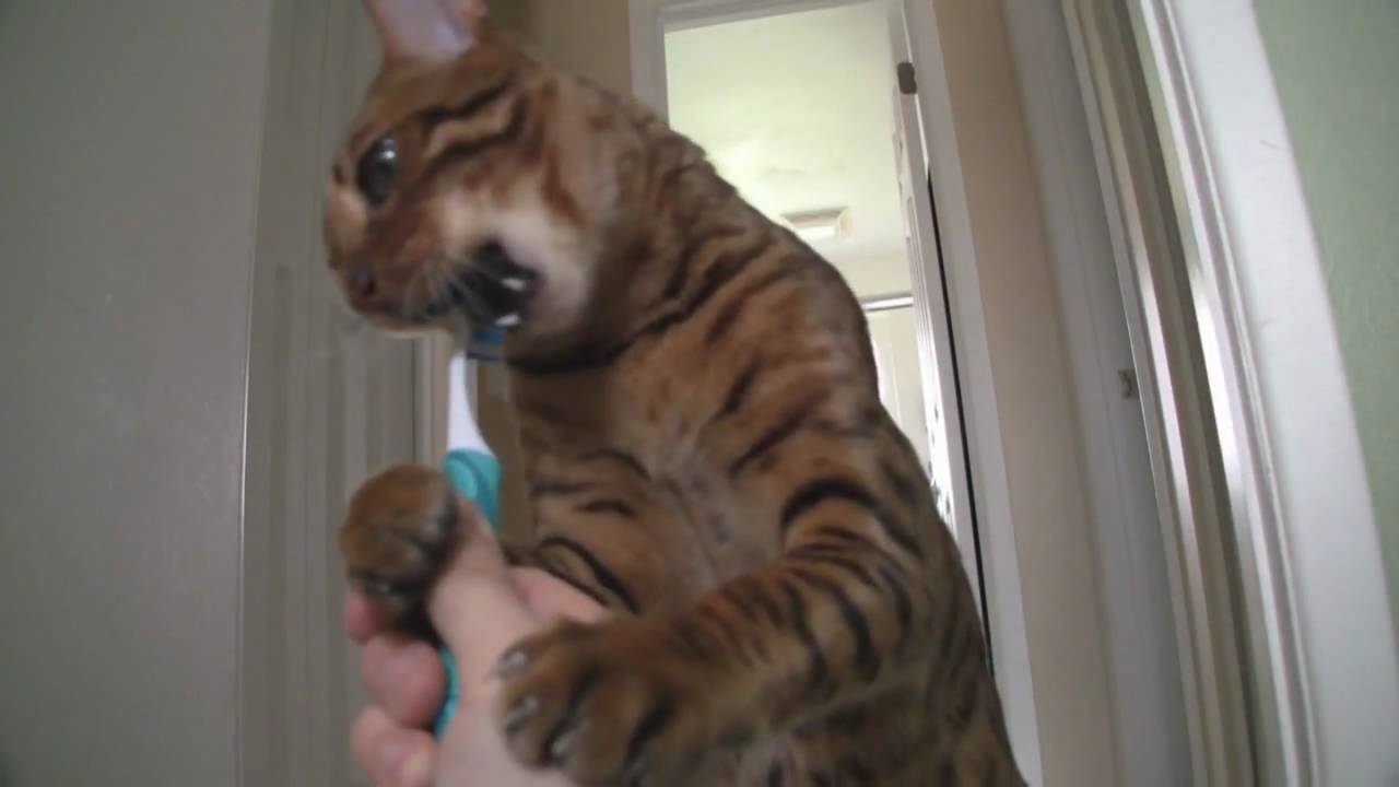 Cat Brushes His Teeth YouTube