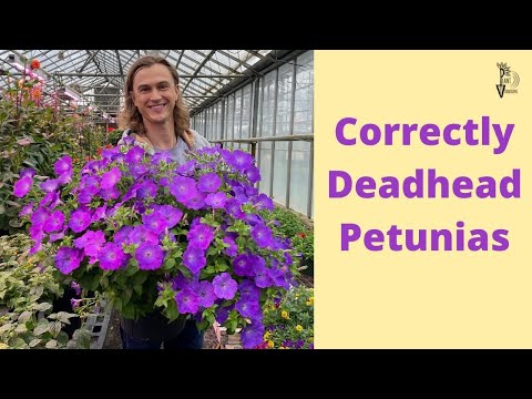 Wideo: Petunia Deadheading Info - Czy musisz zabić petunie