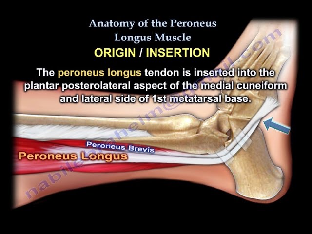 Anatomy Of The Peroneus Longus Muscle - Everything You Need To Know - Dr. Nabil Ebraheim - YouTube Anatomy Of The Peroneus Longus Muscle - Everything You Need To Know - Dr. Nabil Ebraheim - YouTube
