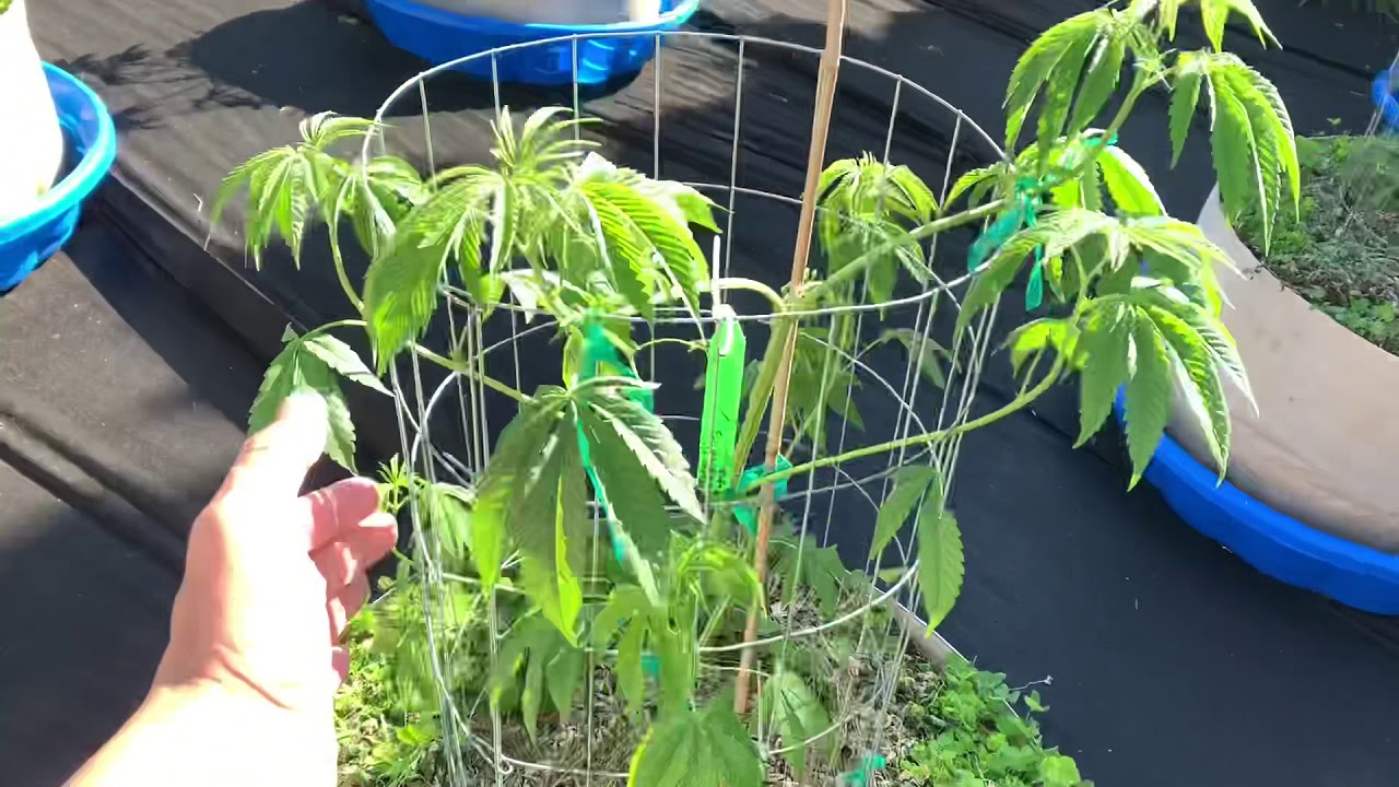 SURVIVING TRANSPLANT SHOCK NO TILL GROW YouTube