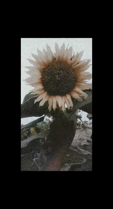 Vidio bunga matahari🌻