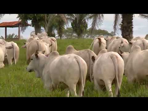 MANEJO DE PASTO RECÉM-FORMADO: SAIBA O MOMENTO IDEAL DA ENTRADA DO GADO