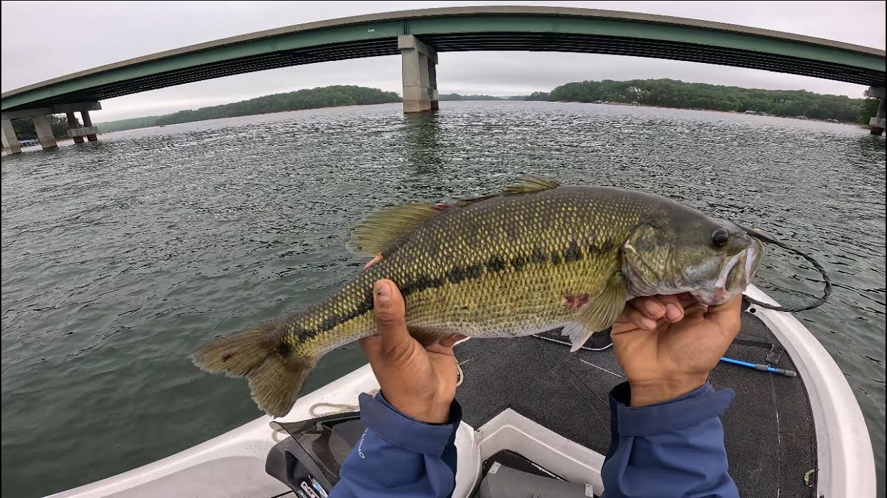 Big SPOTTED BASS on a cloudy morning!