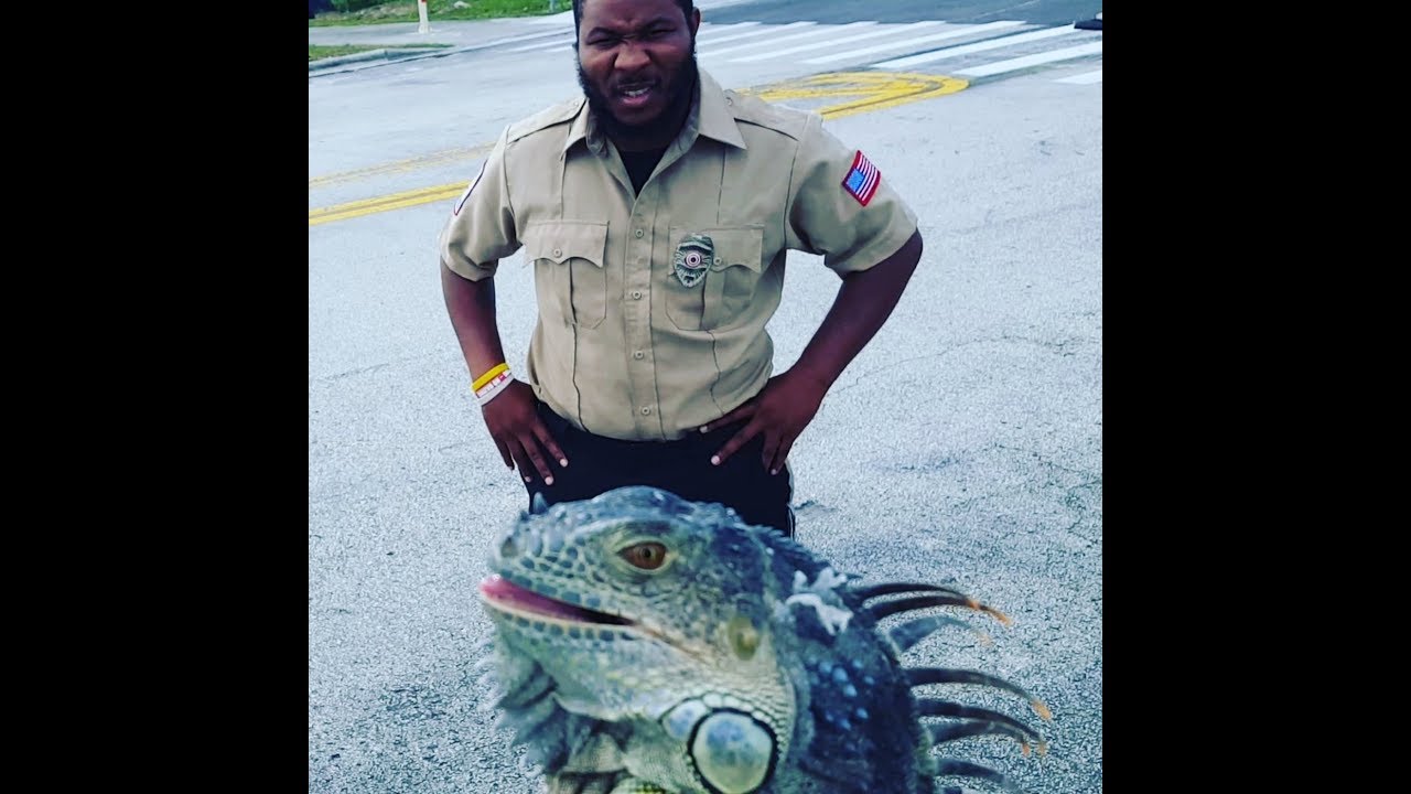 FLORIDA IGUANA HUNTING Catching Iguana Breakfast YouTube