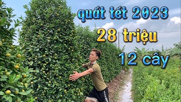 quất tháp hàng khủng quất tết 2023 giá quất tháp lùm tết 2023 lh 097 3056938