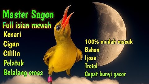 MATERI TERBAIK‼️ Masteran sogon full tembakan panjang