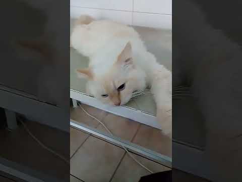 Зефир под наркозом, готовится к операции #кот #кошка #зефир #операция #больница