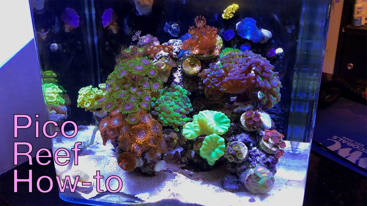 How To Pico Reef With Worldwide Corals Youtube