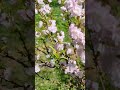 Flowering Almond #lanct #gardening #flowers #spring