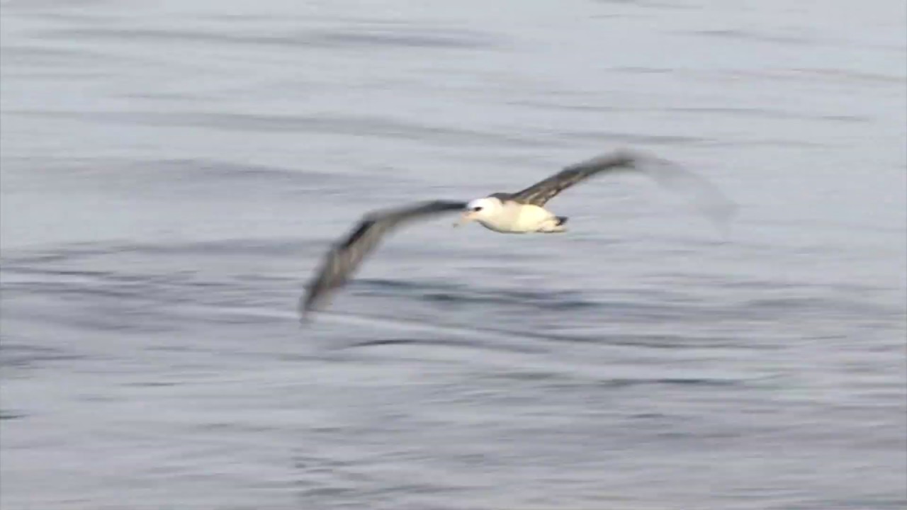 Laysan Albatross（コアホウドリ） 