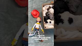 New litter of Cavapoo’s! 🚀 #cavapoopuppies #litterofpuppies #doodlepuppy #toystory5 #puppiesforsale