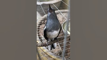 chòe than mái hót kích trống