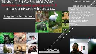 ¿Qué tipo de animales son los frugívoros?