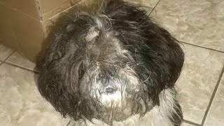 Grooming A Matted Dog Covered With Mud