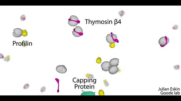 Cellular barriers to actin nucleation