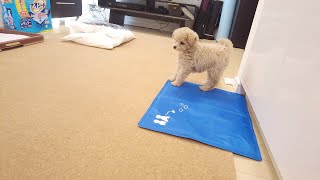 先住犬がトリミングの間に子犬だけでリビングデビューをしました！【トイプードル】