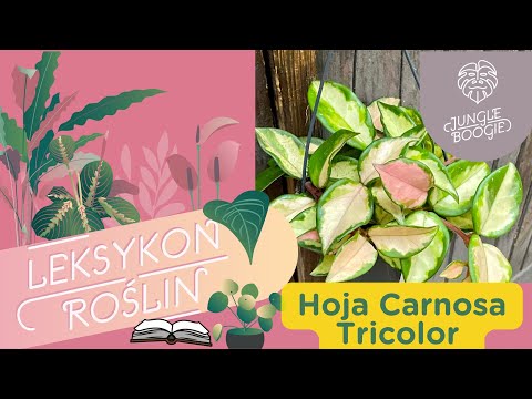 Hoya carnosa tricolor
