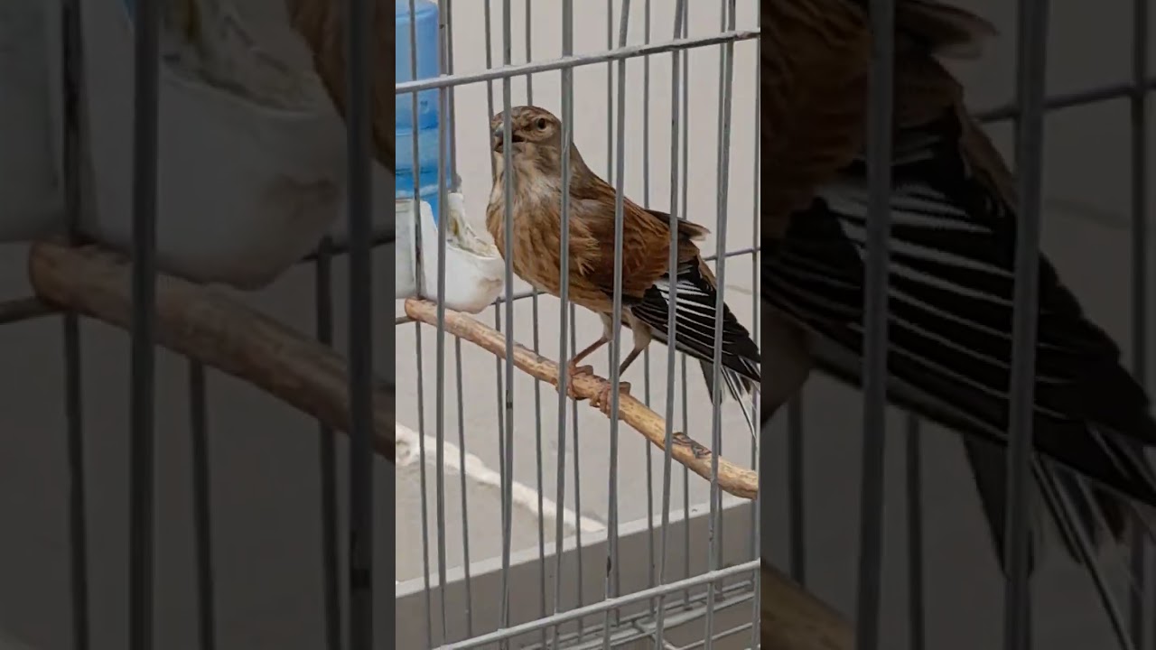 هيجان نينو كوبلار ماشاء الله عماد تبسة /15/04/2024