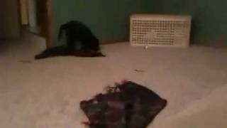More couch jumping