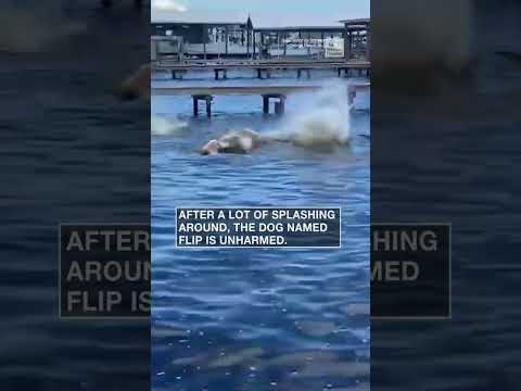 Video: Pet Scoop: Anjing yang Ditinggal Dengan Koper Diadopsi, Manatees Crowd Out Swimmers