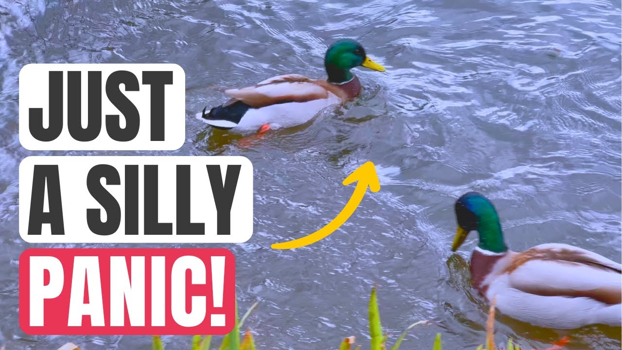 #138 | Duck's SCARED for no REASON!! 😁😆 - YouTube