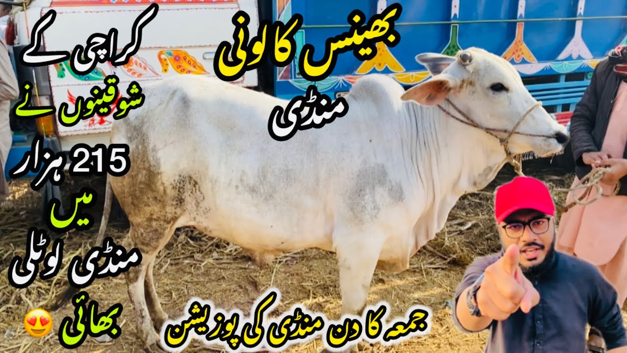 Bhains Colony Mandi Karachi Cattle Rates Update❤️ || 16 January 2026 || Cow Mandi 2026 💫