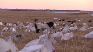 Clone Decoys "Fall Snows"