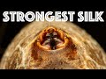 Tensile Strength of the Spider Silk of Golden Orb-weavers | Episode 3