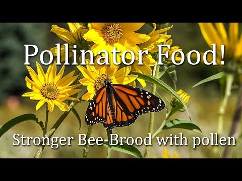 ミツバチ花粉交配者9月の蜜と花粉資源ミツバチが食べるもの