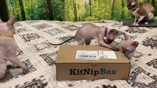 Unboxing KitNipBox. by ReikiRex Cornish Rex Cats 73 views 3 years ago 3 minutes, 18 seconds