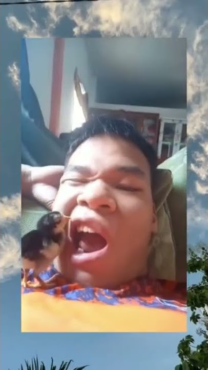 Meme anak ayam masuk mulut #memes  #shorts