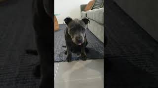 Puppy Tricks v2 with Holly The Blue Staffy