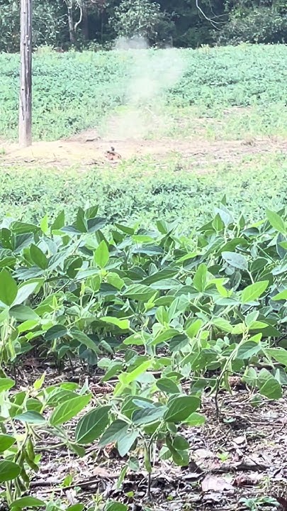 groundhog hunting - YouTube