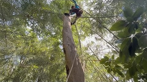 Cưa Cây thần tốc trưa từng Thấy Ai lẹ Như Chú