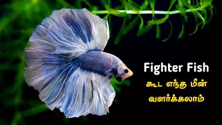 Fighter Fish கூட எந்த மீன் வளர்க்கலாம் | Betta Fish | Cloning Aqua