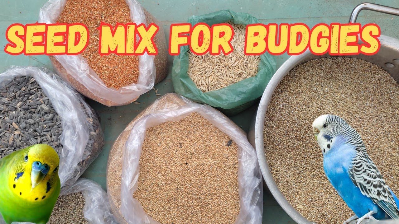 Thumbnail for Best Homemade Budgie Seed Mix Recipes