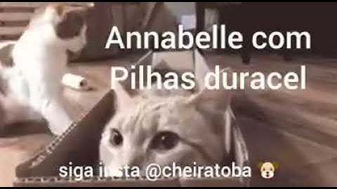 A triste história do gato