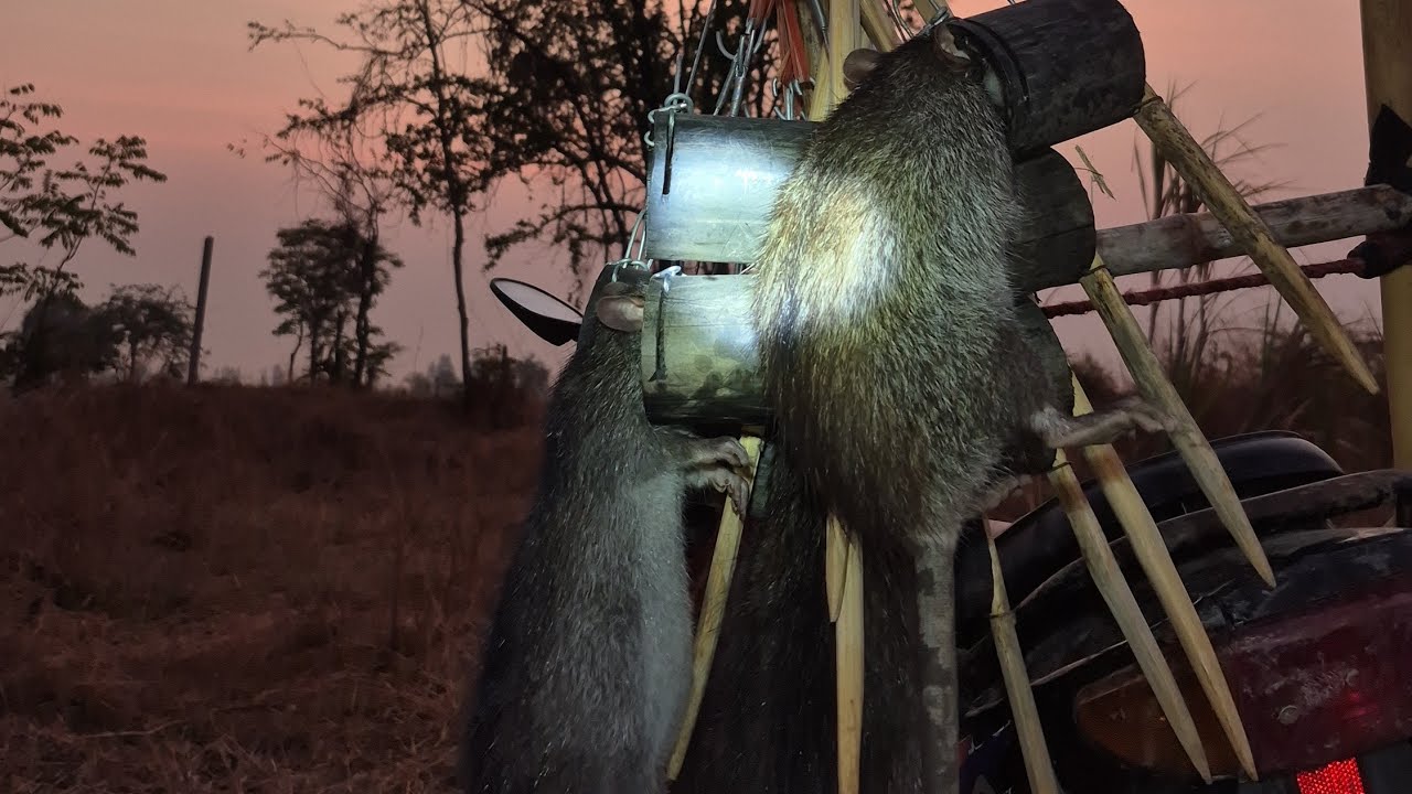 หนูป่าอ้อย ตัวดำๆขนมันๆ